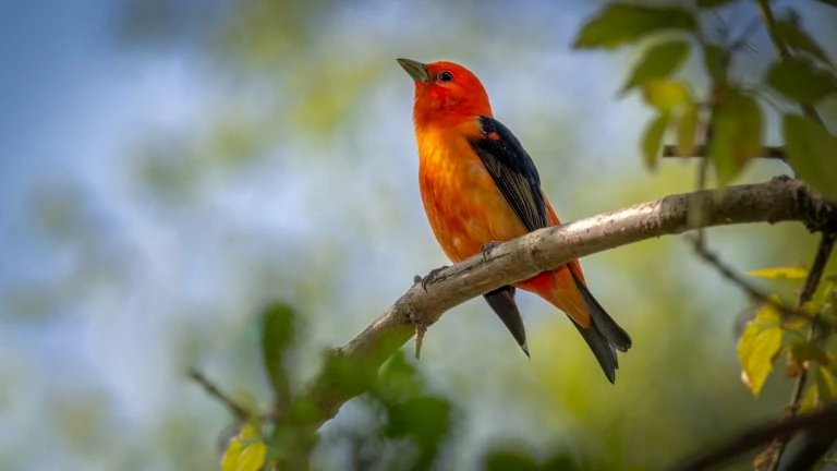 Scarlet Tanager