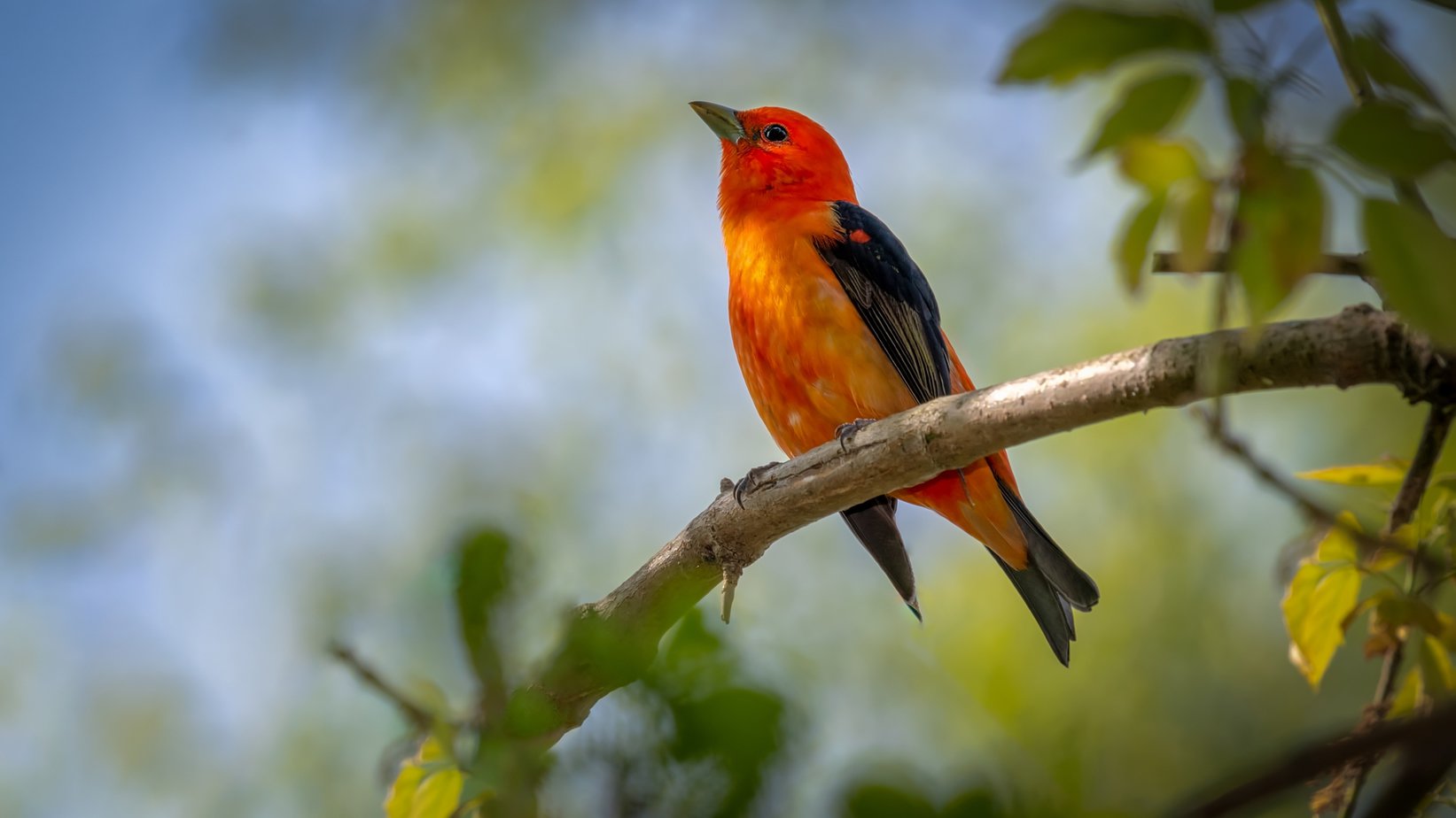 Scarlet Tanager