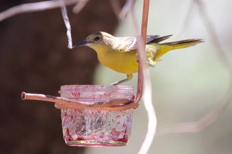 scotts oriole female