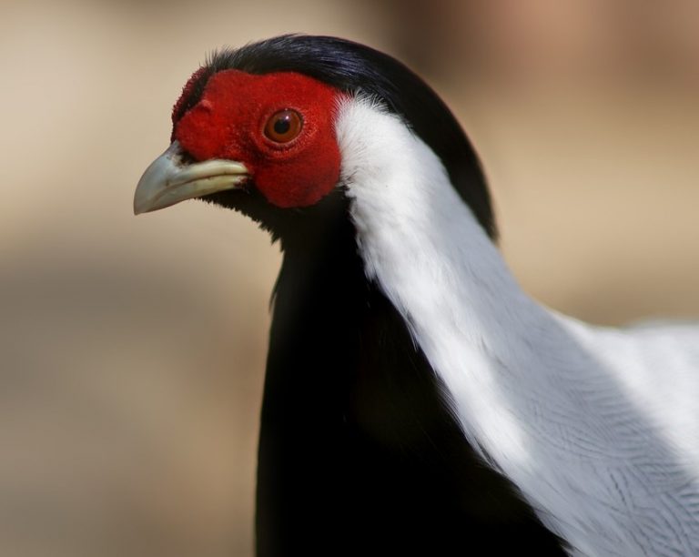 30 Birds With Hair You Need To See To Believe 30 Birds With Hair You Need To See To Believe