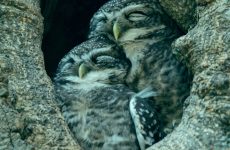 15 Live Owl Cams. Watch all the Action – 2022