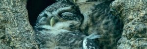 15 Live Owl Cams. Watch all the Action – 2022