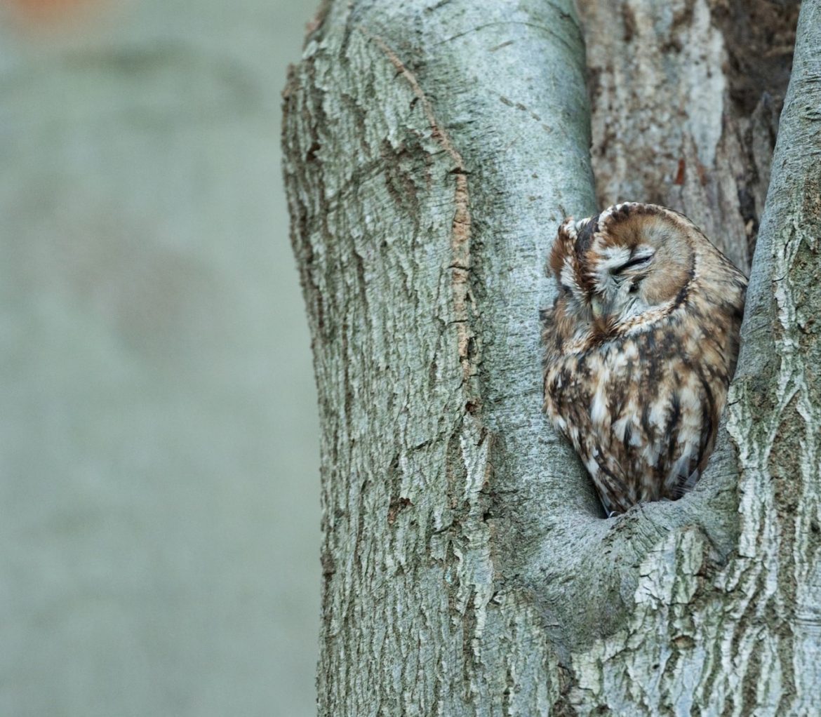 Owls Sleeping Are So Adorable You Need to See These Pictures, Videos