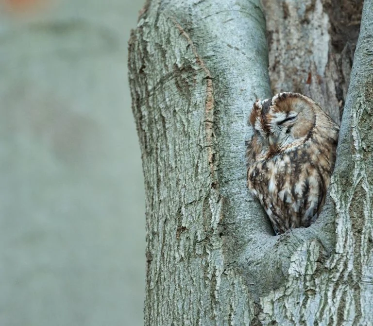 sleeping owl