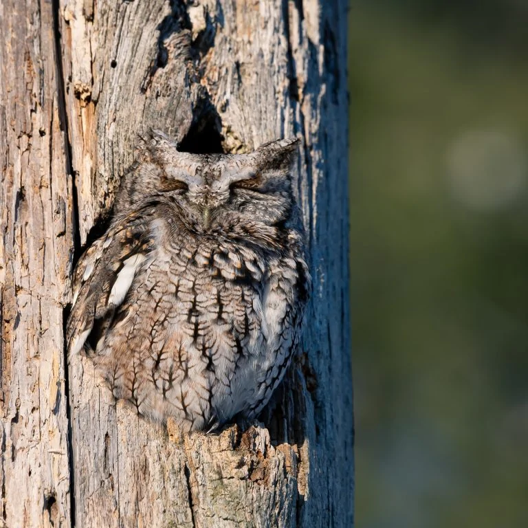 sleeping owl