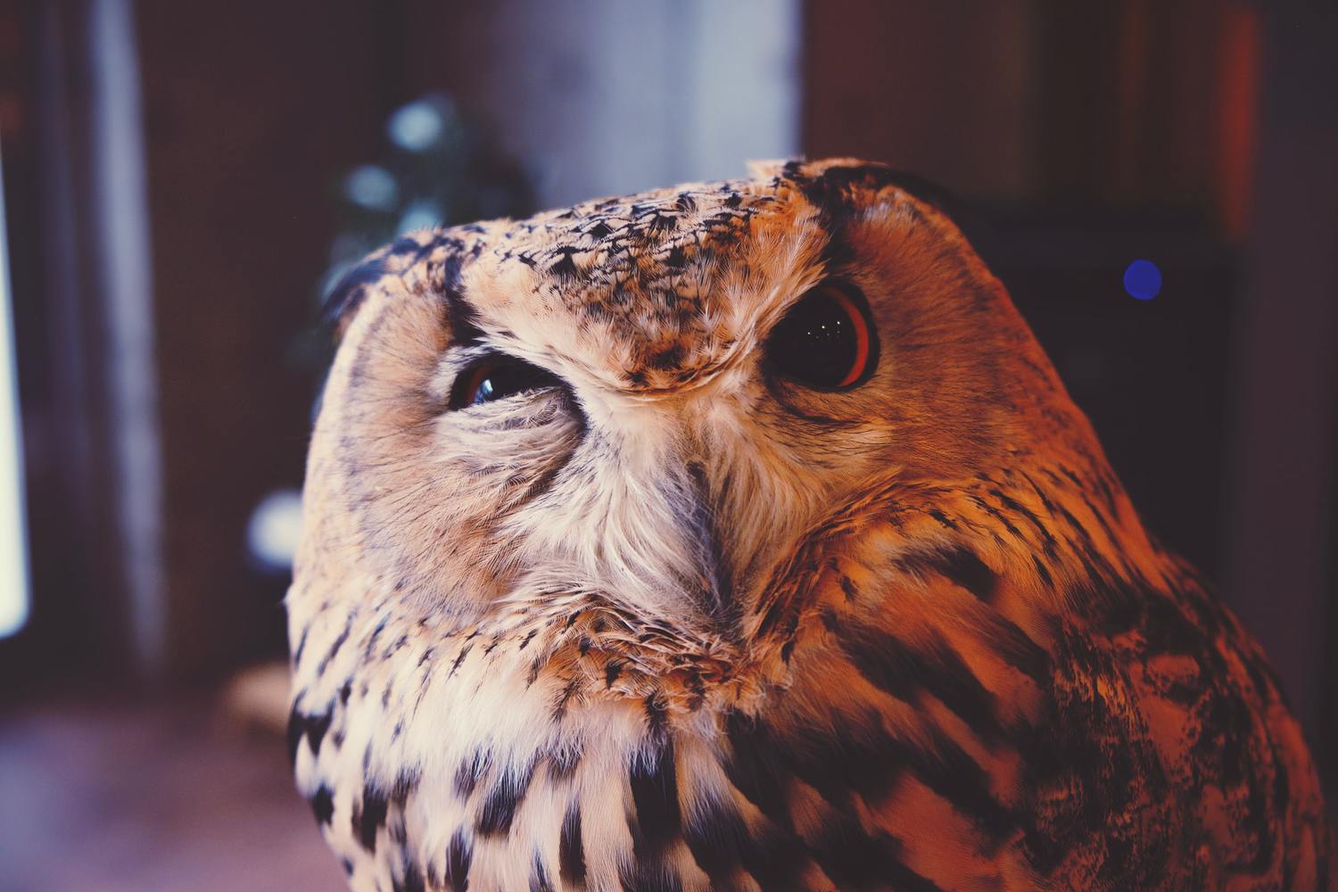 Owls Sleeping Are So Adorable You Need to See These Pictures, Videos