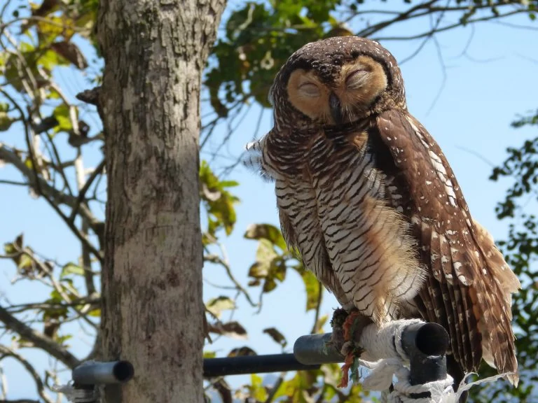 sleeping owl