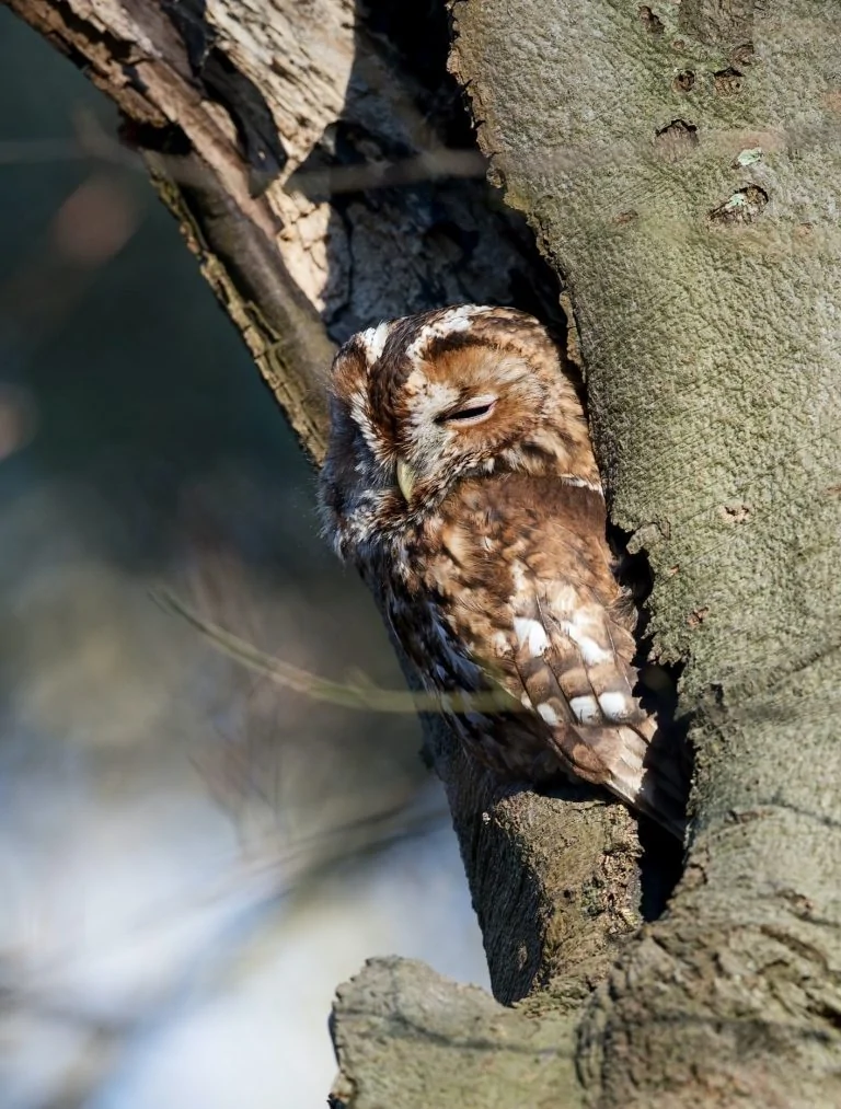 sleeping owl