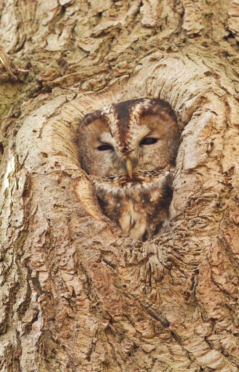 sleeping owl