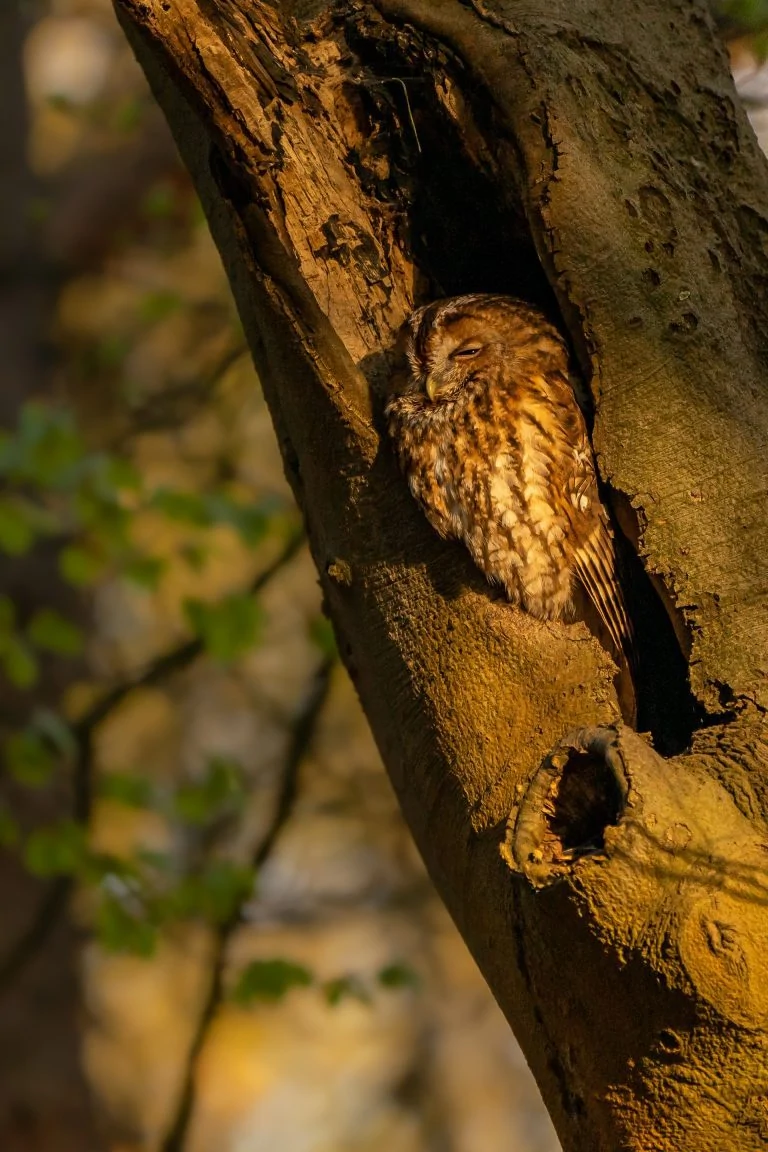 sleeping owl