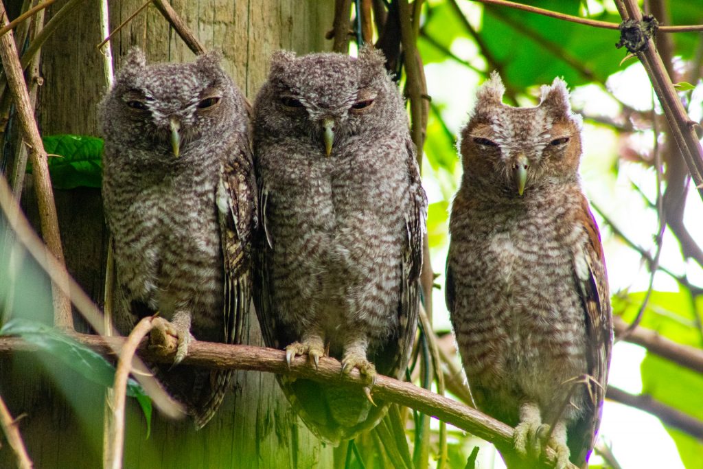 Owls Sleeping Are So Adorable You Need to See These Pictures, Videos