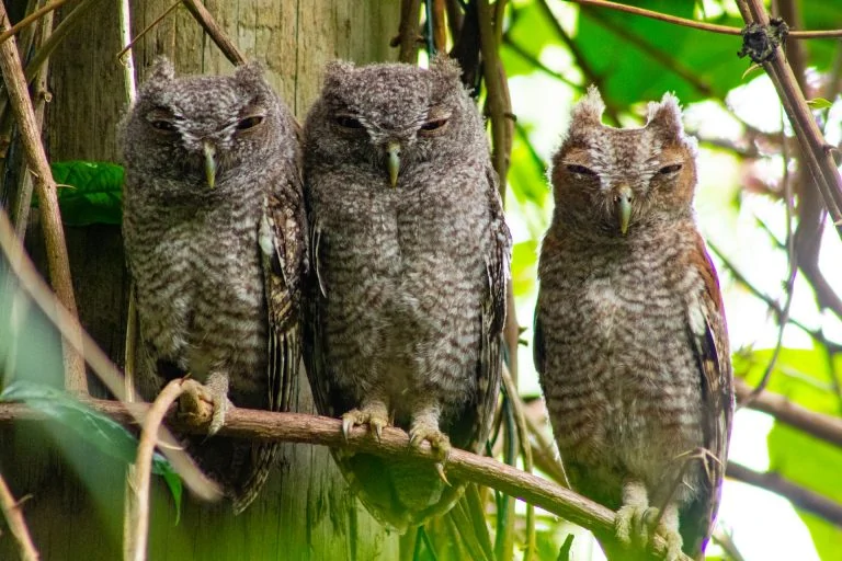 sleeping owls