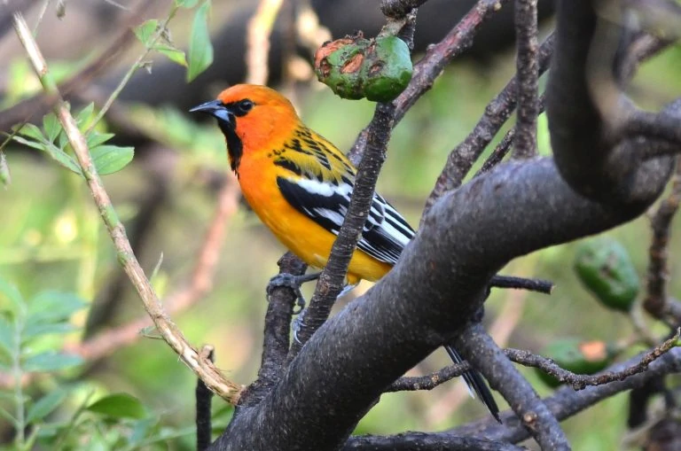 streak backed oriole