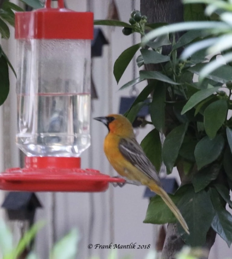 streak backed oriole female