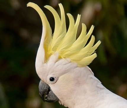 Spiky hair bird hires stock photography and images  Alamy