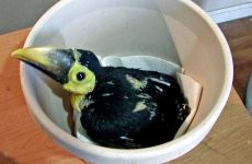 Meet The Adorable Baby Toucan – Facts and Pictures