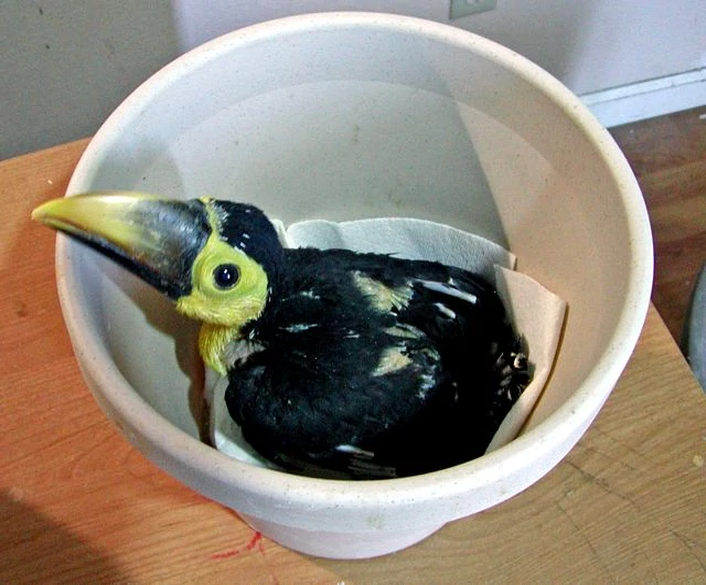 Toucan baby