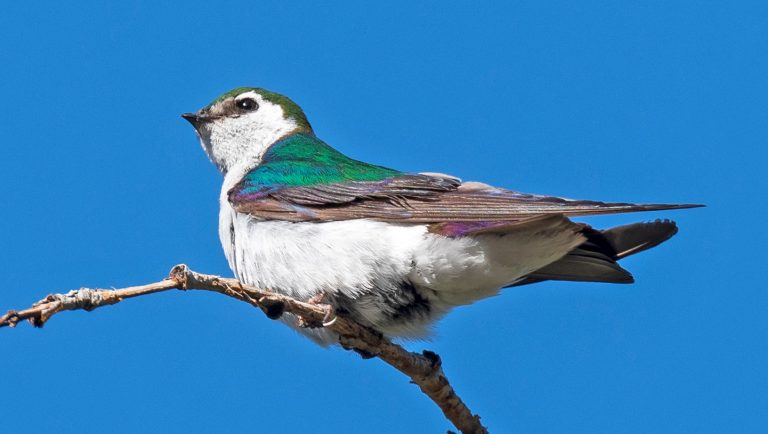 Violet Green Swallow