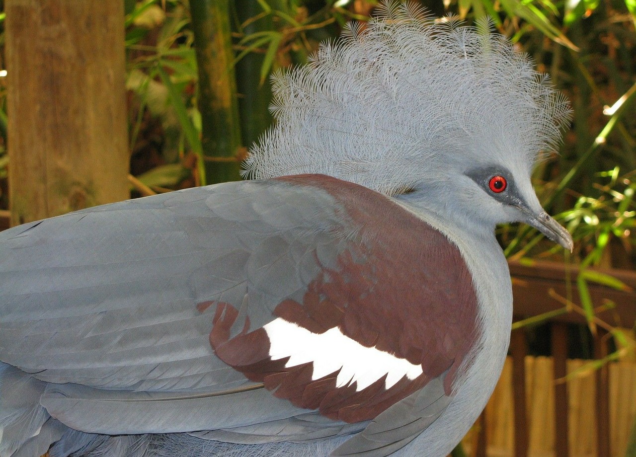 25 Fabulous Birds With Mohawks Bird Advisors
