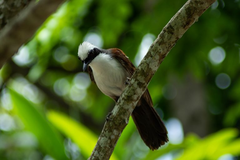 white-crested-laughingthrush