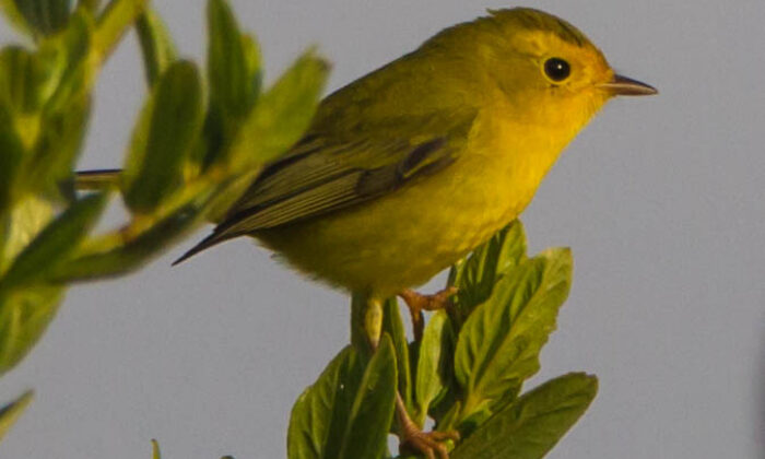 35 Birds With Yellow Bellies North America (ID, Photos)
