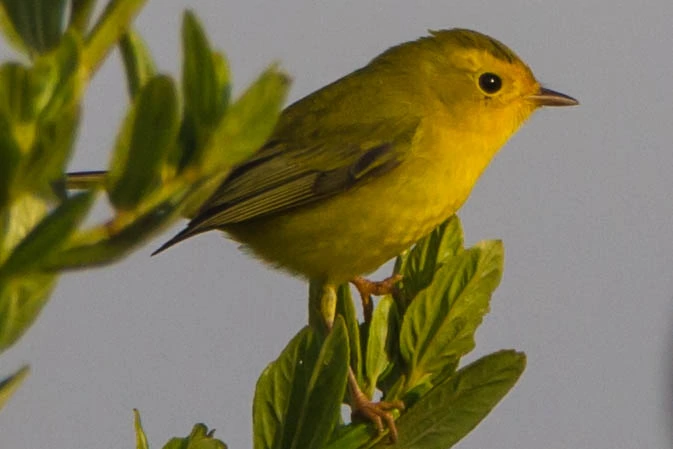 wilsons warbler female
