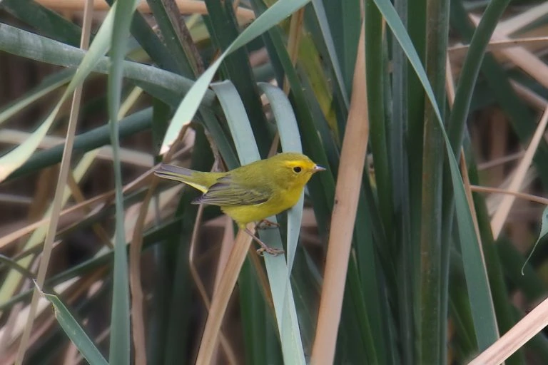 yellow warbler female