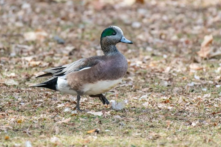 American Wigeon Male