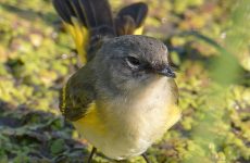 Yellow Birds in Michigan – Picture and ID guide