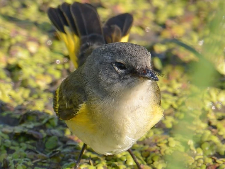 Female American redstart