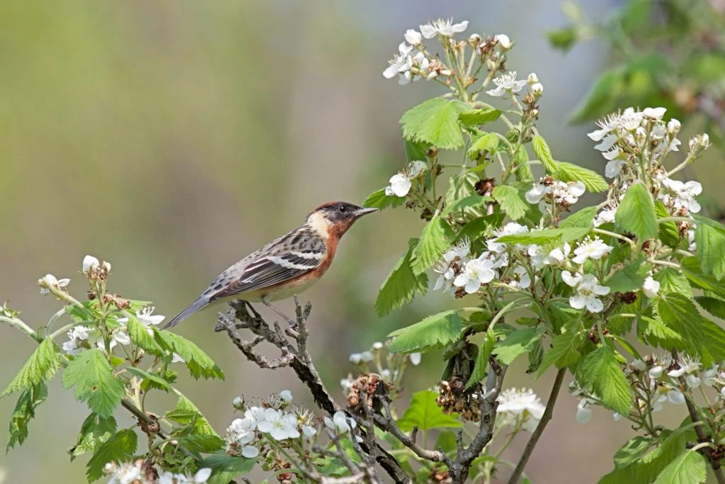 bay-breasted warbler