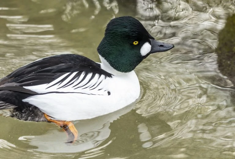 Common Goldeneye Male