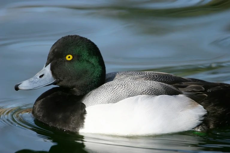 7 Ducks With Green Heads North America (ID, Photo)