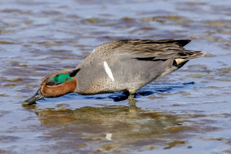 Green-winged Teal Male