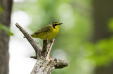 Kentucky Warbler