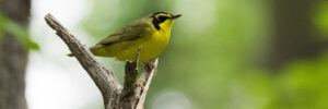 Kentucky Warbler