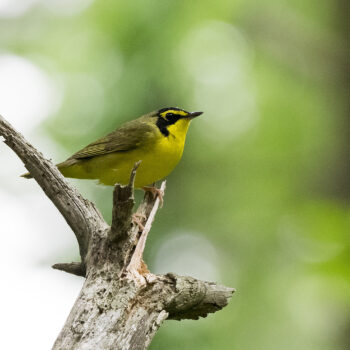 Kentucky Warbler