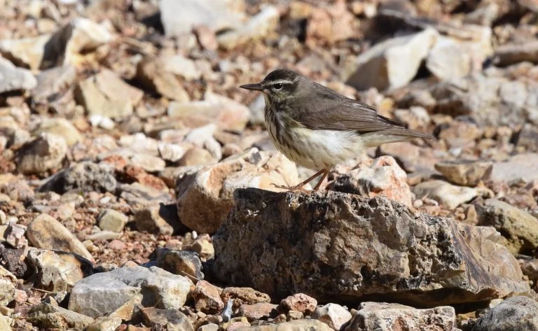 Louisiana Waterthrush