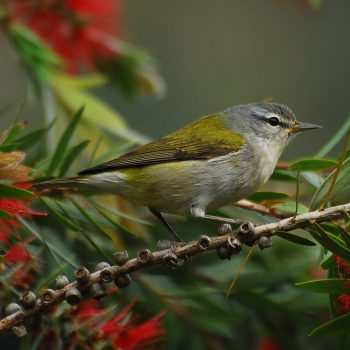 Tennessee Warbler