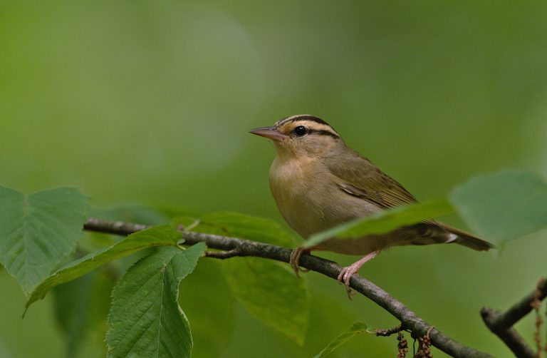 Worm eating Warbler