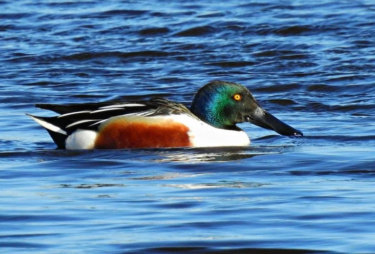 northern-shoveler