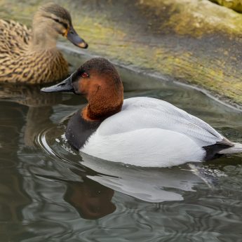 Canvasback