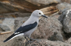 7 Types Of Crows and Jays In North Dakota (And Their Calls)