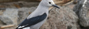 5 Types of Crows and Magpies In Louisiana And Their Calls