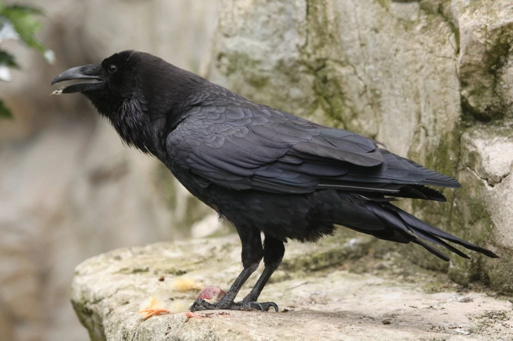 What Do Ravens Eat?