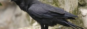 5 Types Of Crows And Jays In New Brunswick (And Their Calls)