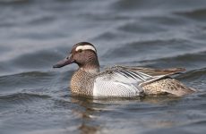 15 Ducks With White Stripe On Their Head (ID Guide)