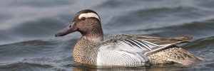 15 Ducks With White Stripe On Their Head (ID Guide)