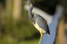 Tricolored Heron