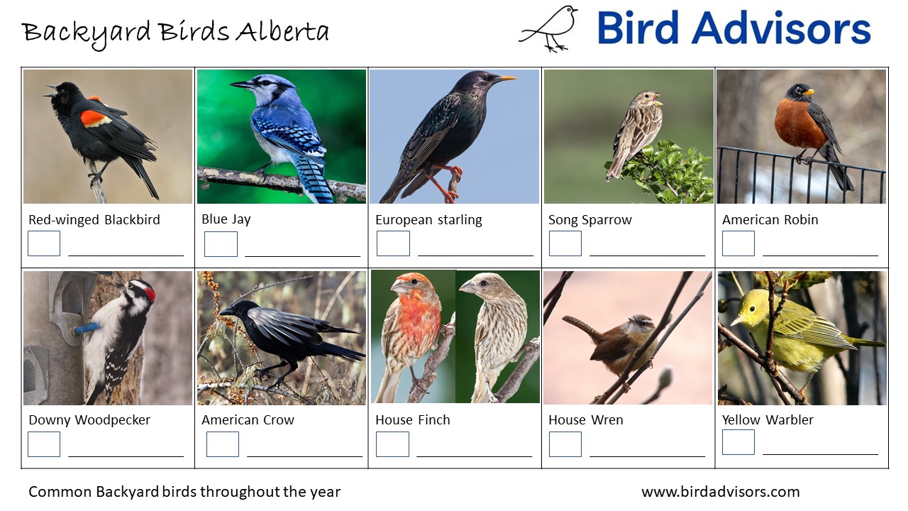 Bird ID Chart Alberta